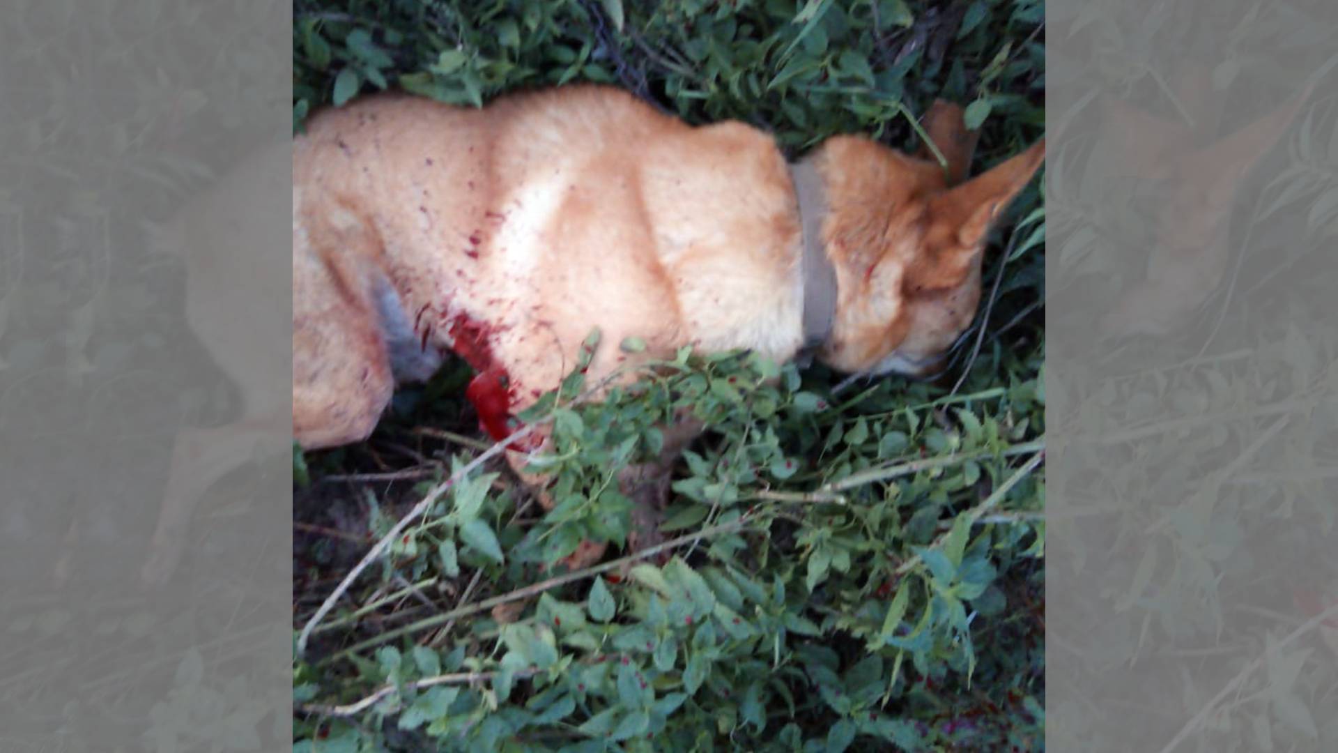 Полиция бездействует: убил собаку, признал вину, но никакой ответственности не понес