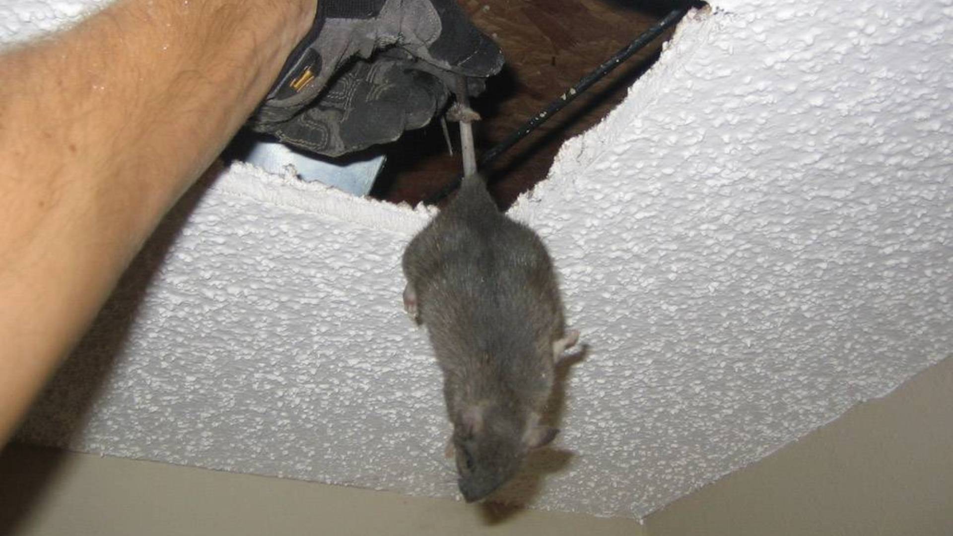 Бегают мыши по натяжному потолку в жилом доме. Что делать?
