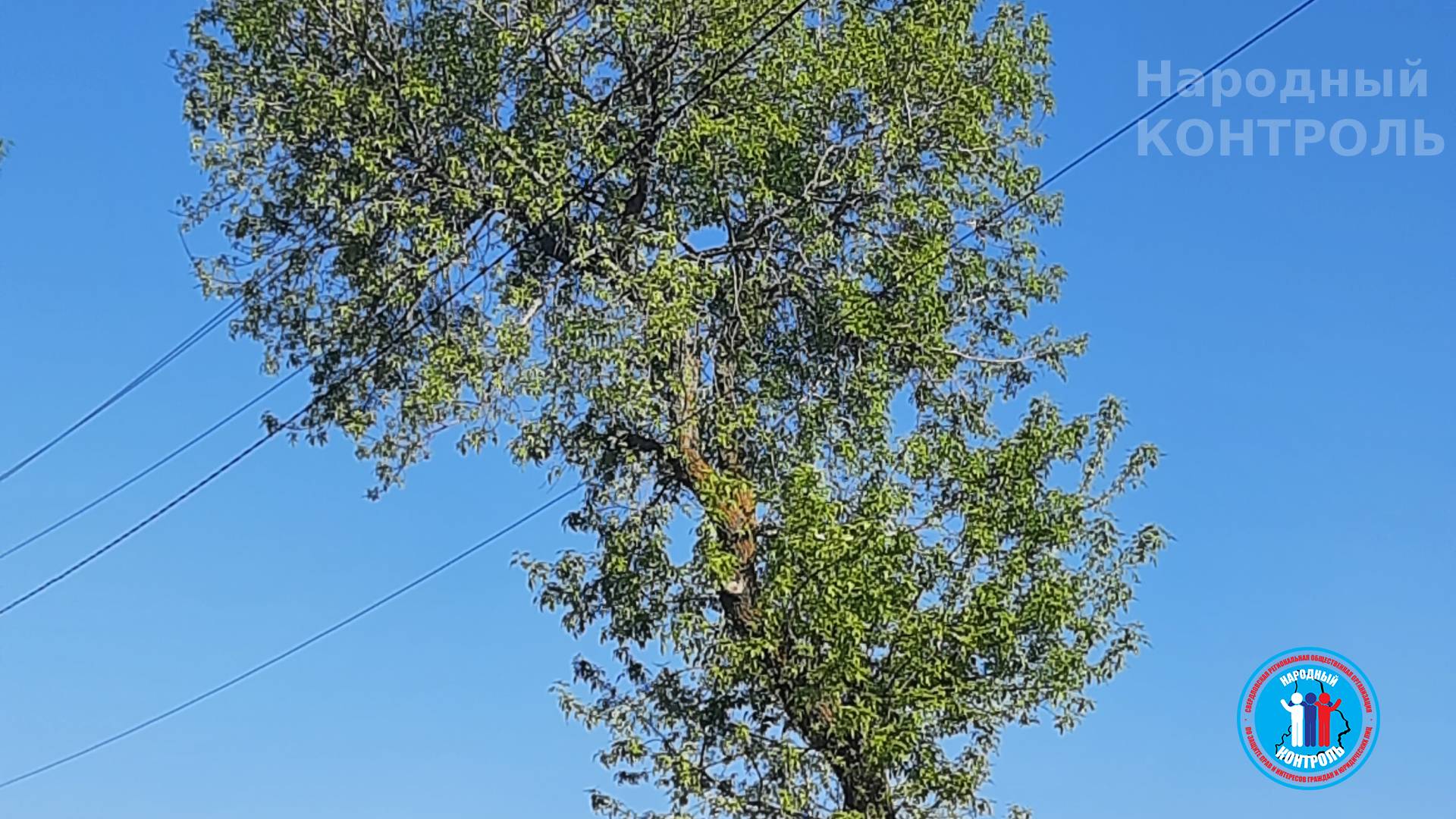 Аварийное дерево угрожает падением на провода и газовую трубу
