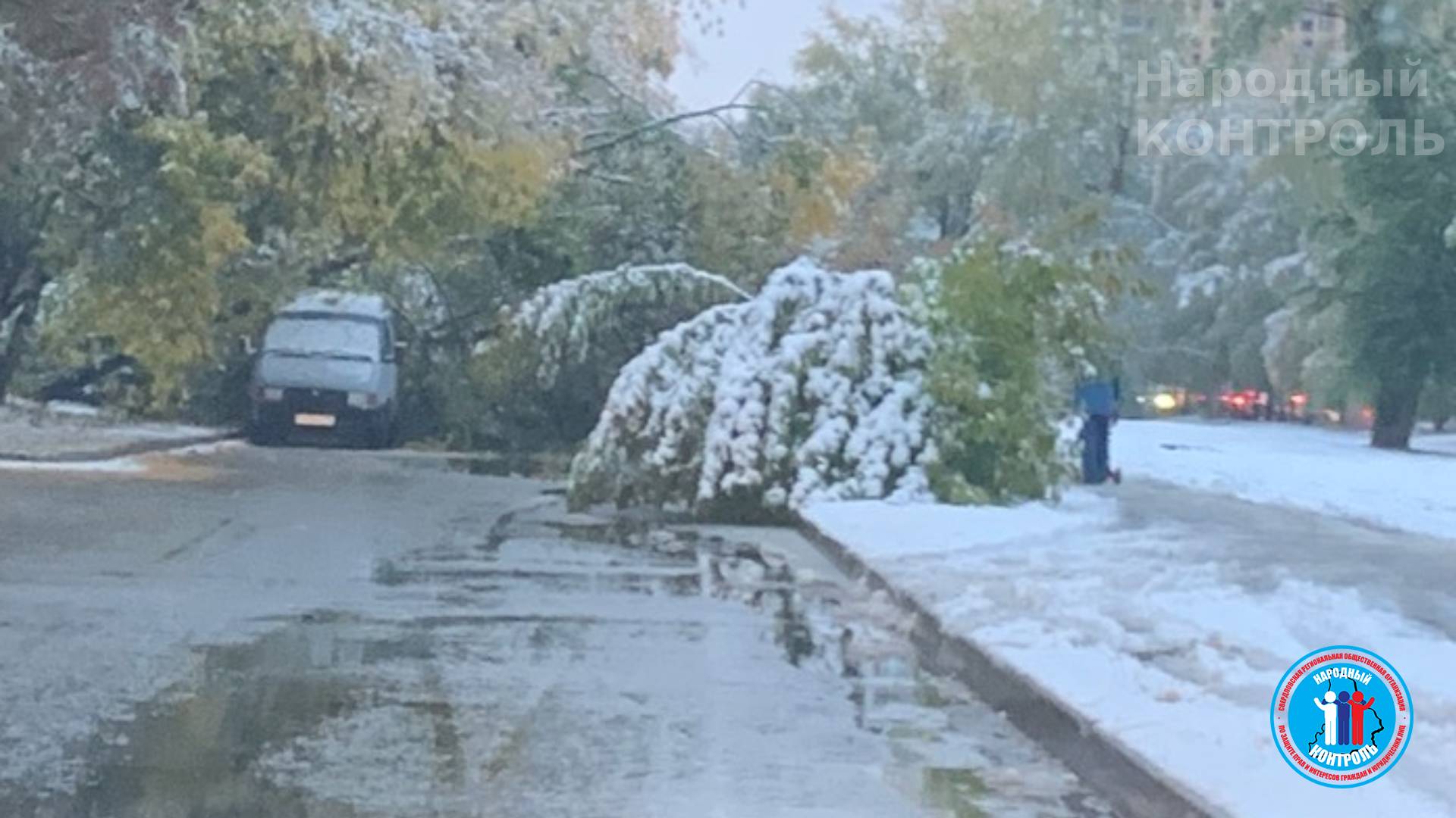 Поваленные деревья на дорогу после снегопада